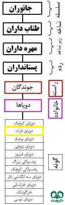 طبقه بندی گونه دوپای فرات