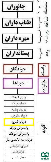 طبقه بندی گونه دوپای فیروز