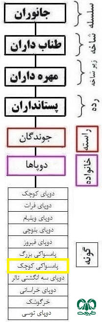 طبقه بندی گونه پامسواکی کوچک