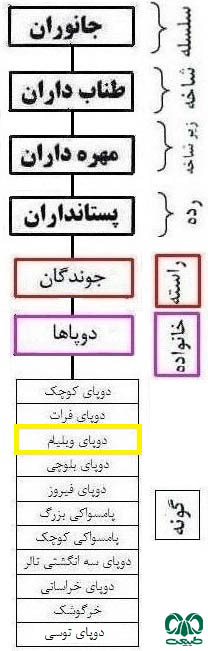 طبقه بندی گونه دوپای ویلیامز