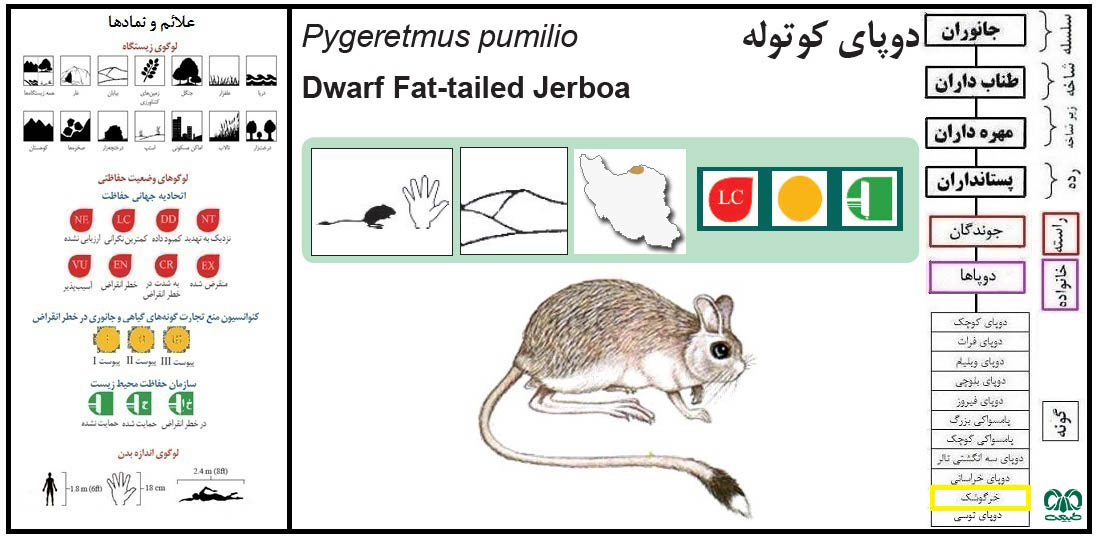 دوپای کوتوله