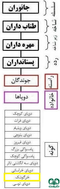 طبقه بندی گونه دوپای کوتوله