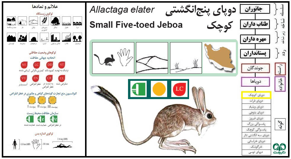 گونه دوپای کوچک