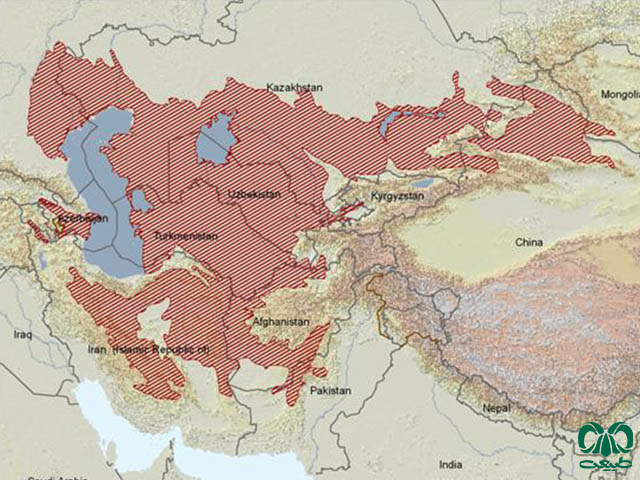 پراکنش جهانی گونه دوپای کوچک