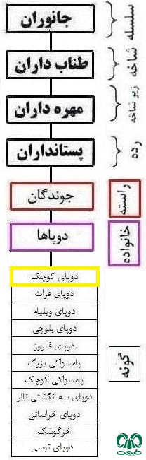 طبقه‎بندی گونه دوپای کوچک