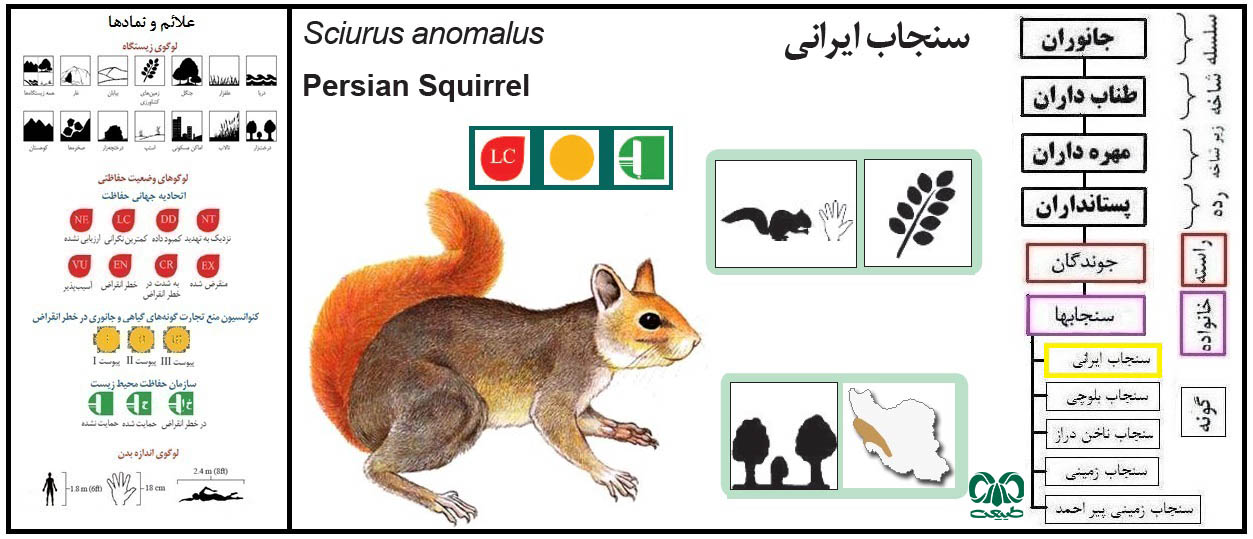 گونه سنجاب ایرانی