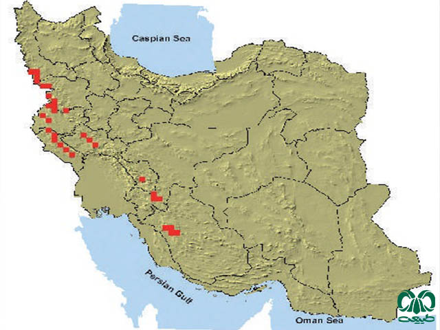 سنجاب ایرانی در ایران