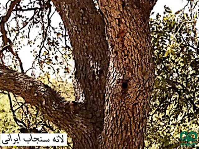 سنجاب ایرانی در تنه درخت