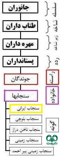 گونه سنجاب ایرانی