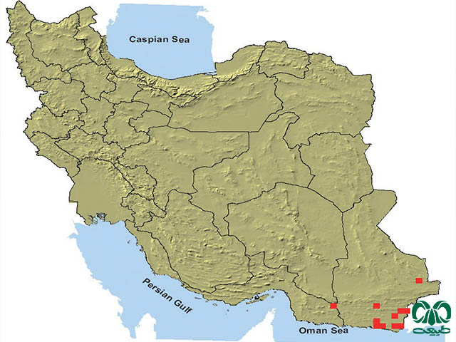 سنجاب بلوچی در ایران