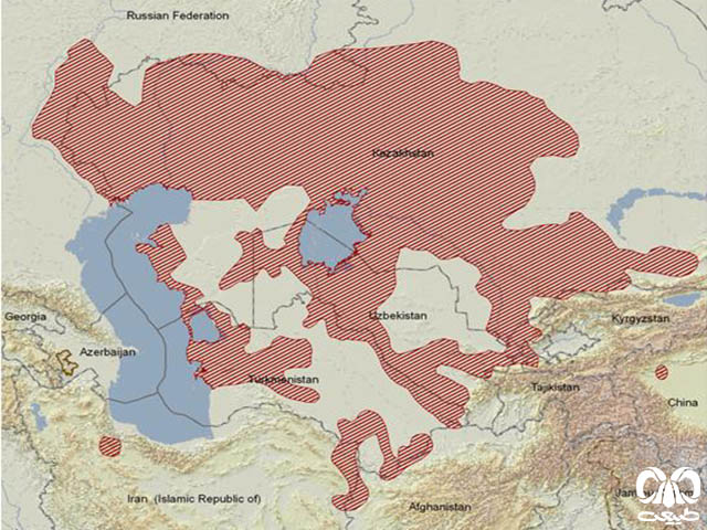 پراکندگی سنجاب زمینی