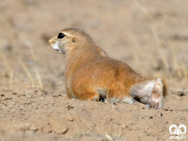ویژگی‌های زیستی گونه سنجاب ناخن‌ دراز