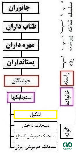 طبقه‌بندی گونه سنجابک جنگلی