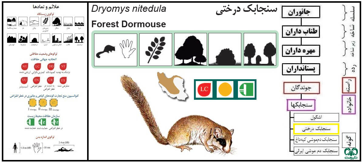 سنجابک درختی