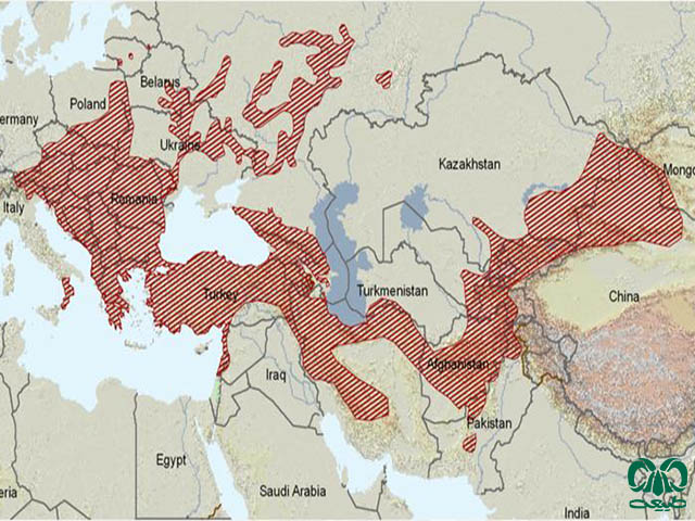 پراکندگی سنجابک درختی در دنیا