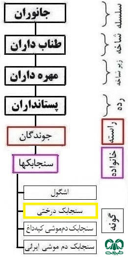 طبقه بندی گونه سنجابک درختی