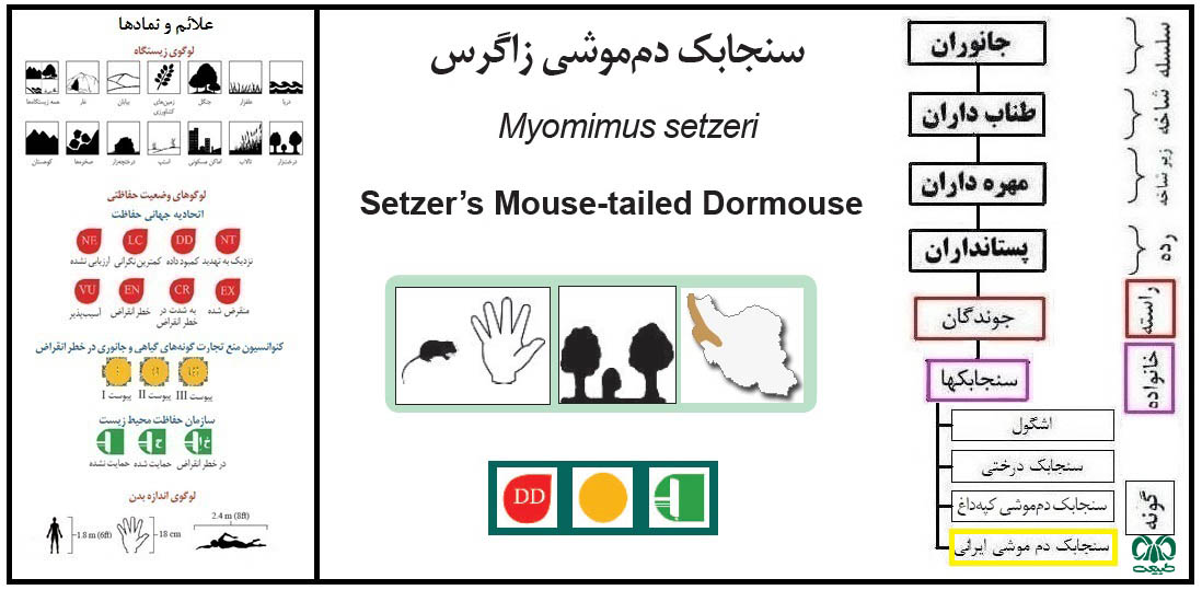 سنجابک دم‌ موشی ایرانی