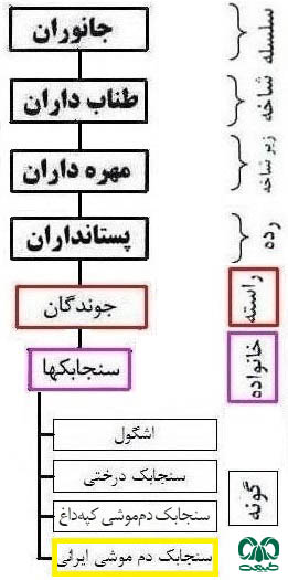 طبقه بندی گونه سنجابک دم‌ موشی ایرانی