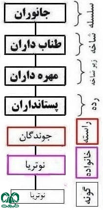 طبقه بندی گونه نوتریا