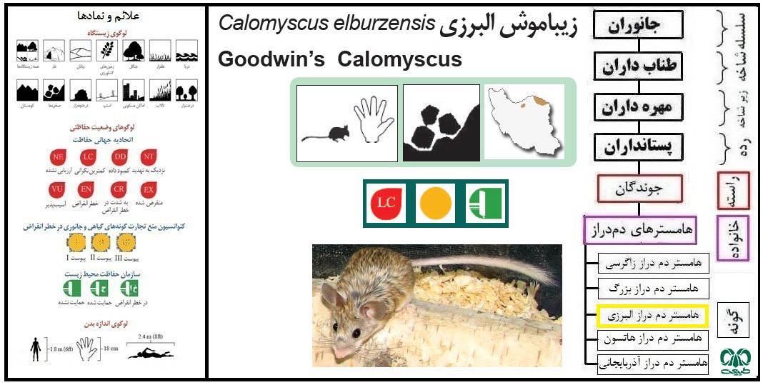 هامستر دم‌ دراز البرزی