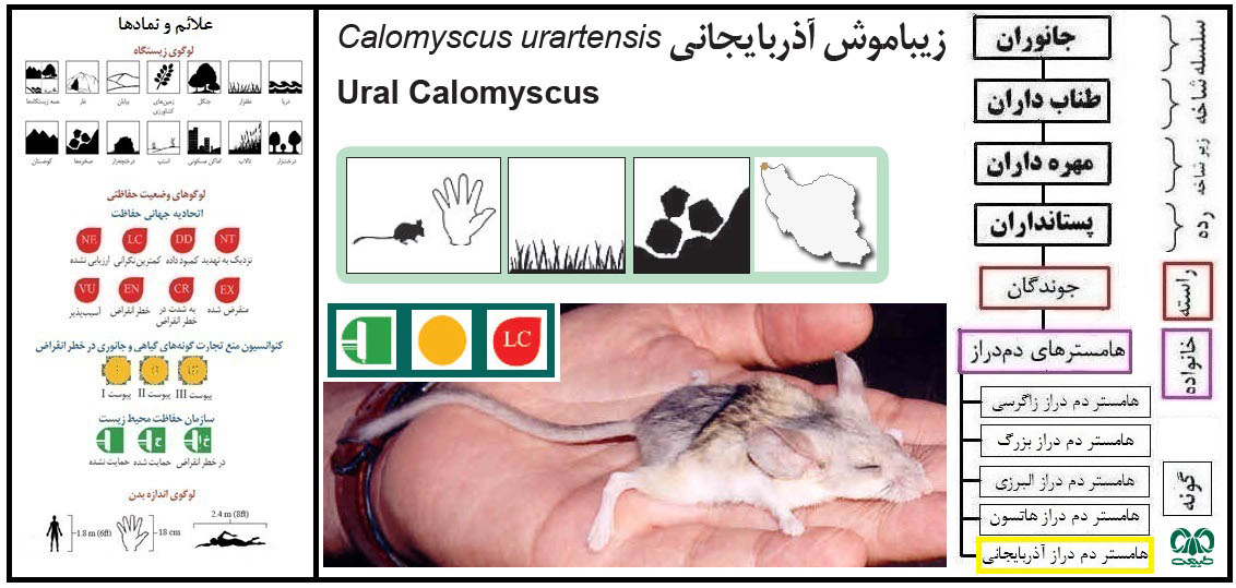 هامستر دم‌ دراز ایرانی