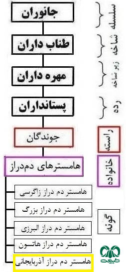 طبقه بندی گونه هامستر دم‌ دراز ایرانی