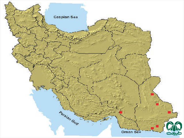 همستر دم دراز هاتسون در ایران