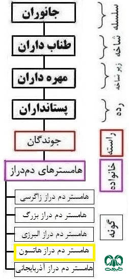 طبقه بندی گونه همستر دم دراز هاتسون