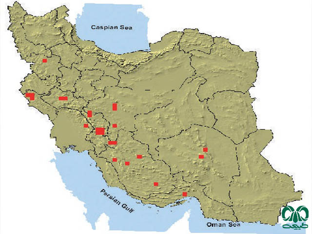 هامستر دم دراز زاگرسی در ایران