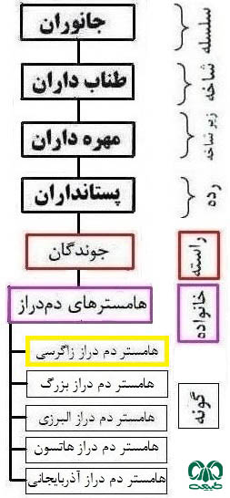 طبقه بندی گونه هامستر دم دراز زاگرسی