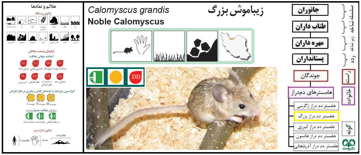 هامستر دم‌ دراز فشمی