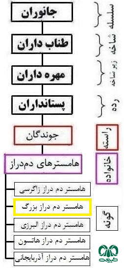 طبقه بندی گونه همستر دم‌ دراز فشمی