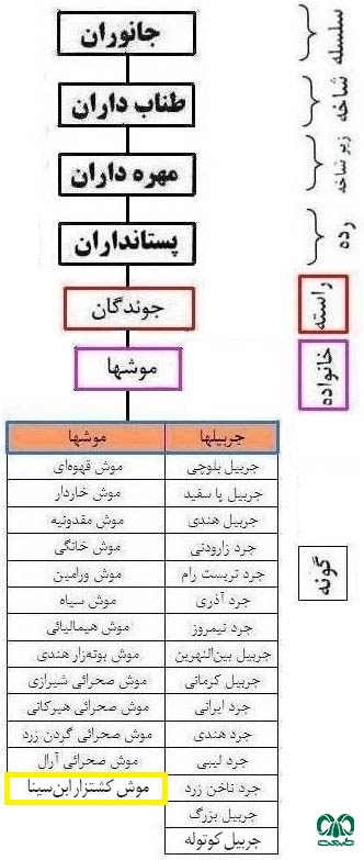 طبقه بندی گونه موش کشتزار ابن سینا