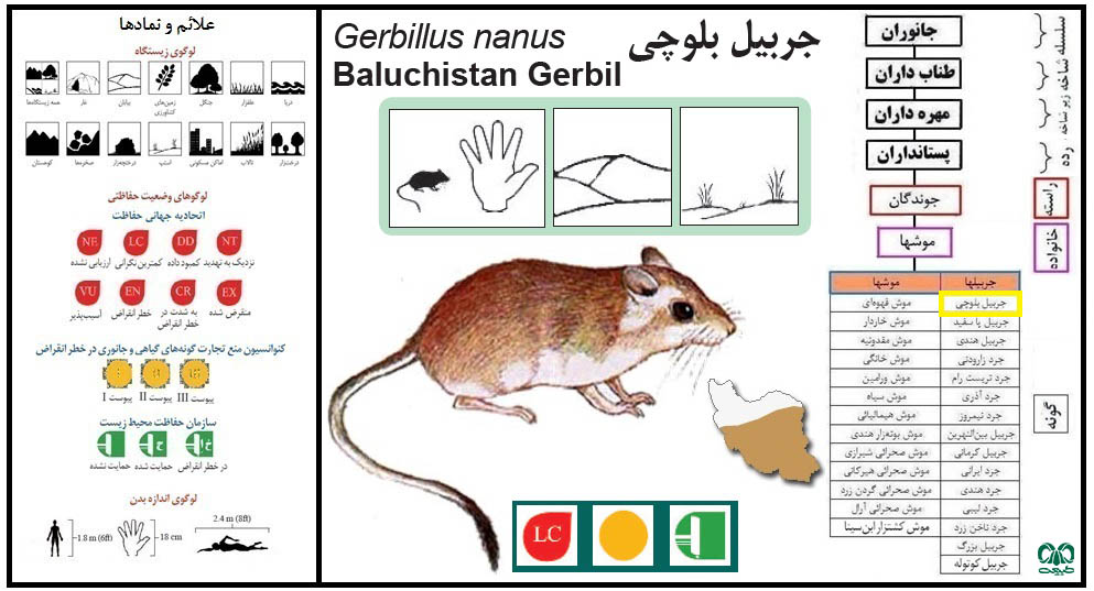 گونه جربیل بلوچی