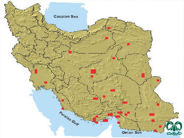 جربیل بلوچی در ایران