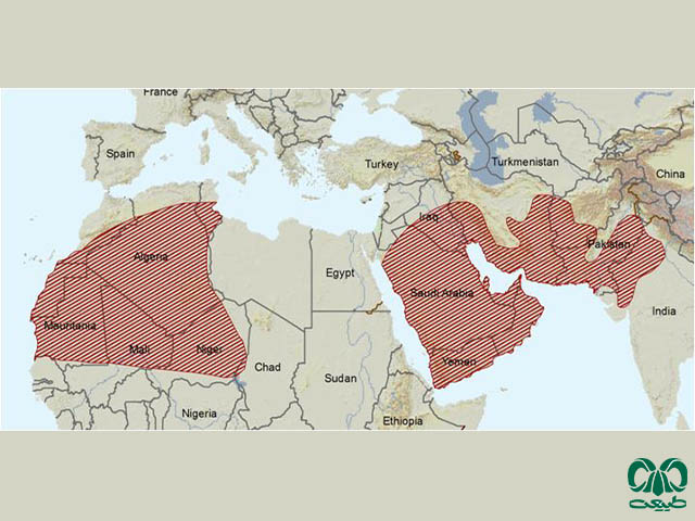 پراکندگی جربیل بلوچی در دنیا