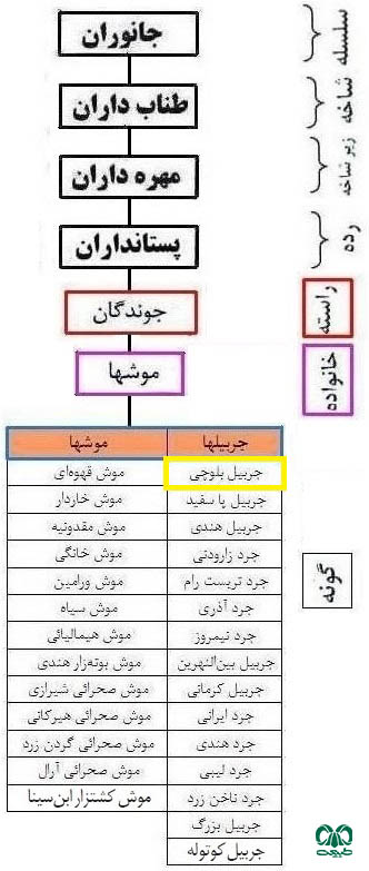 طبقه بندی گونه جربیل بلوچی