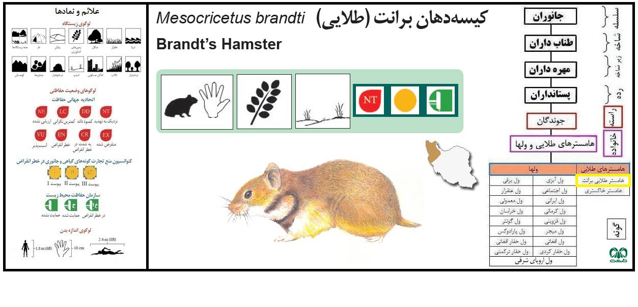 همستر طلایی یا همستر برانت