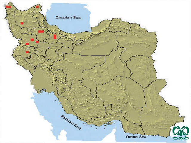 همستر طلایی در ایران 