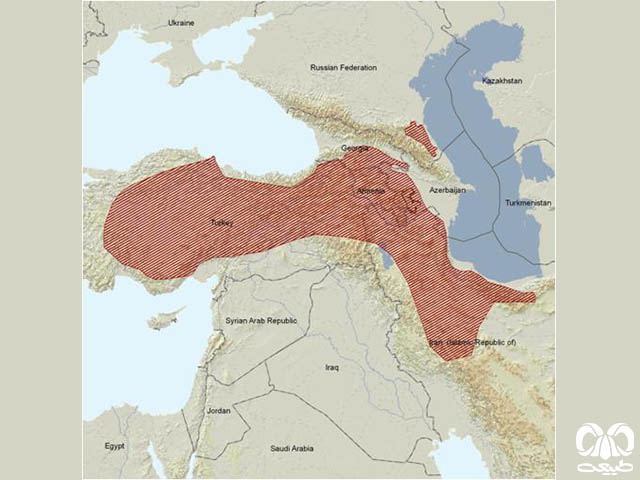 پراکندگی همستر برانت در دنیا