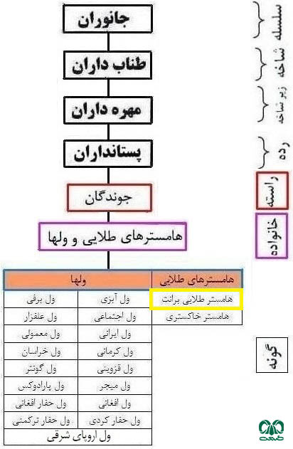 طبقه بندی گونه همستر طلایی