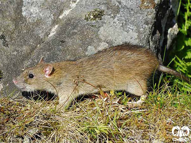 ویژگی‌های ظاهری گونه موش قهوه‌ای