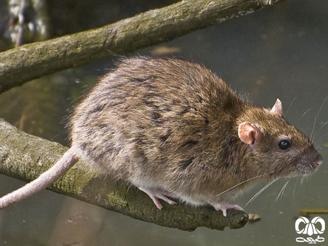 ویژگی‌های زیستی گونه موش قهوه‌ای