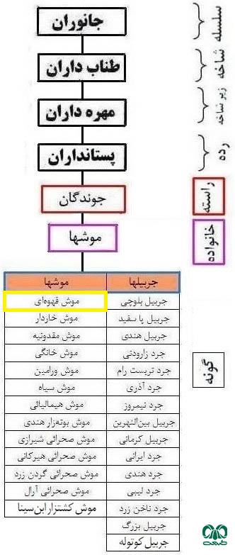 طبقه بندی گونه موش قهوه‌ای