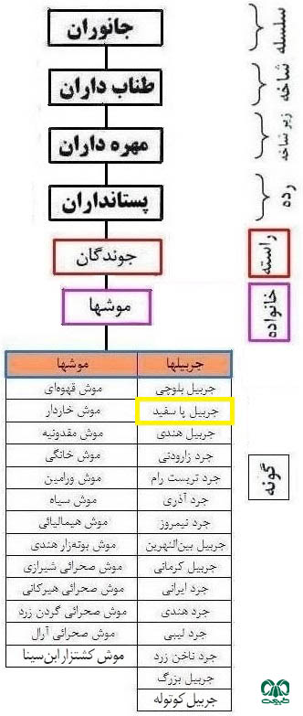 طبقه بندی گونه جربیل چیزمن