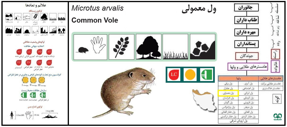  ول معمولی