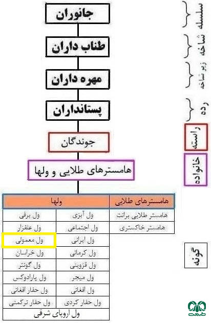 طبقه بندی گونه ول معمولی