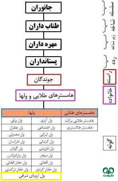 طبقه بندی گونه ول اروپای شرقی