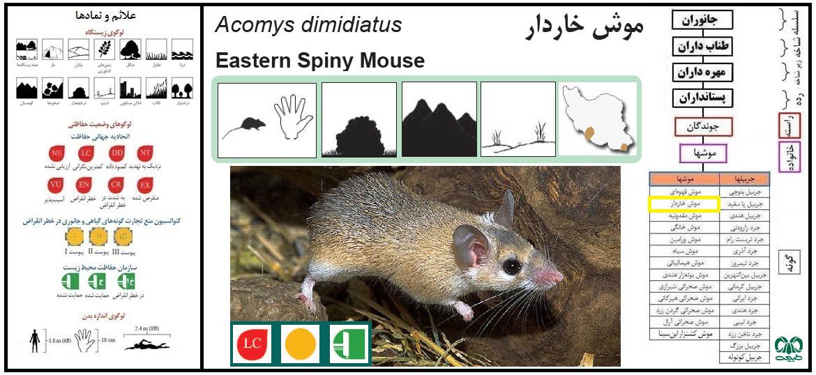 موش خاردار 