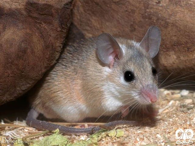 ویژگی‌های ظاهری گونه موش خاردار